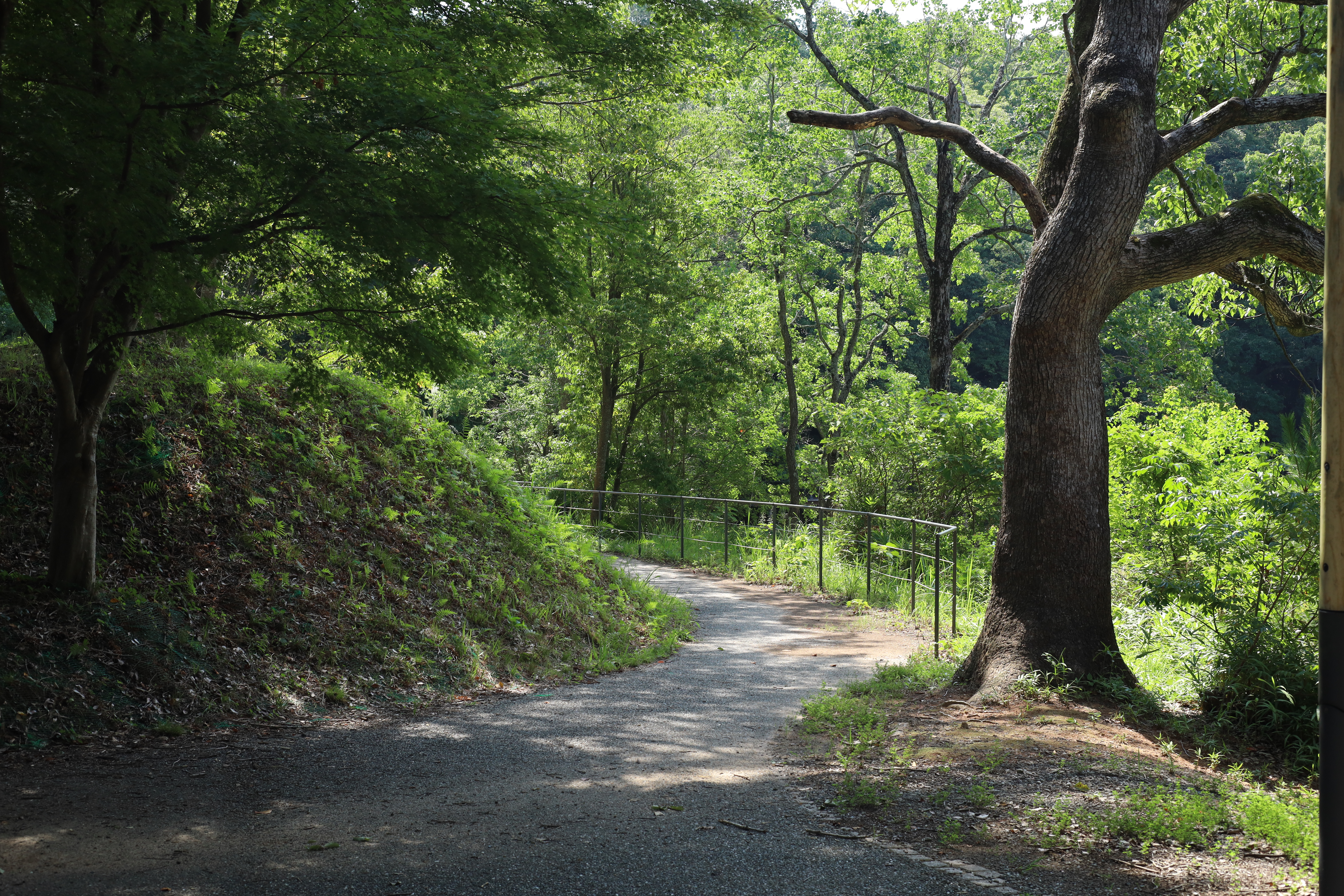 大池公園遊歩道